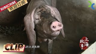 上海“四大名猪”的枫泾猪 虽然其貌不扬但可是上海名菜“丁蹄”的原料！《记忆中的年味》（下）【SMG纪实人文官方频道】 [upl. by Aryek]