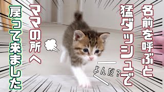 【保護猫】名前を呼ぶと猛ダッシュでママの所に駆け寄ってくる子猫が可愛いｗ [upl. by Aramenta756]