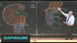 Anatomie du diaphragme Parois de labdomen 8 [upl. by Nivrag]