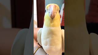 Adorable Cockatiel Singing Cookie 🍪 Song 🎵 😍 birdsinging [upl. by Ieso227]