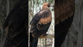 Australia wedgetailed eagle [upl. by Zul]