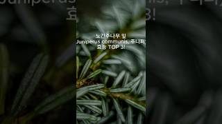 노간주나무 잎 Juniperus communis 주니퍼의 효능 TOP 3 [upl. by Einimod578]