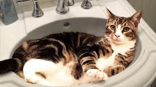 Cute and Funny Cat Videos to Keep You Smiling 🐱 [upl. by Cartan]