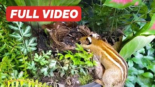 Yellowvented Bulbul Nestling Full Compilation – From Hatchlings to Fledglings Bird Watching [upl. by Anilrahc708]