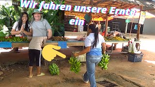 Thailand Bananen Verkauf Was ist der Verdienst Auf dem Straßenmarkt hauen wir die Penunsen raus [upl. by Madian]