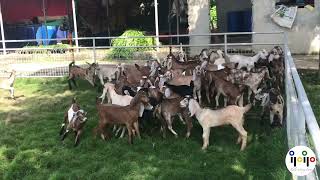 Iloilo Living Farm Goat Kids Rearing Batch 2 2023 [upl. by Snehpets]