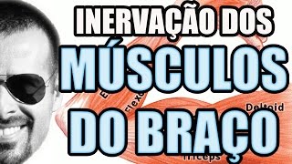 Vídeo Aula 109  Anatomia Humana  Sistema Muscular Inervaçao dos Músculos do Braço [upl. by Vedetta769]