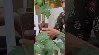 Rose plant antukattadam garden youtubeshorts shortfeed shorts [upl. by Kutchins906]