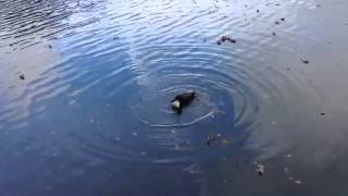 One legged ducks DO swim in circles [upl. by Ronoh]