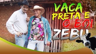 VACA PRETA E O BOI ZEBU [upl. by Lithea]