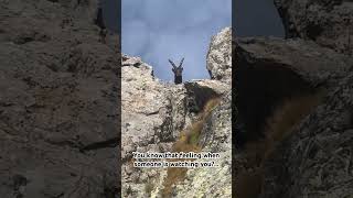 🐐 encounter in Parque Nacional de Mercantour France NCVNT France hiking trekking fun goat [upl. by Robinette118]