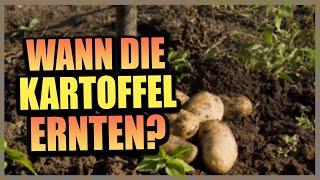 Wann sind Kartoffeln erntereif  Gartenzeit [upl. by Melinda]