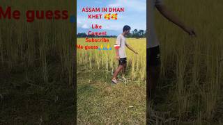 Dhankhet viralvideoin ASSAM famousdhan viralvideo [upl. by Massarelli]