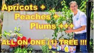 AtoZ GRAFTING TUTORIAL on ‘Approach Grafting’  Before amp Afters  Prunus amp Apple amp Fig [upl. by Oryaj]