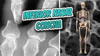 Inferior nasal concha 🦴 Everything Human Anatomy Bones 🦴 [upl. by Johannah672]