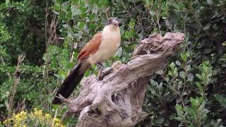 Burchells Coucal cracking snail shells and feeding the soft inners to its chick [upl. by Lativa]