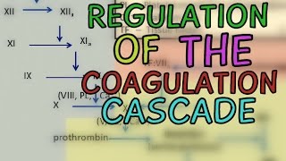 Regulation of the Coagulation Cascade  Protease Inhibitors  Fibrinolytic System [upl. by Eladroc]