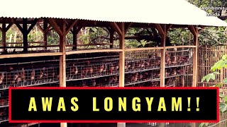 longyam budidaya ikan bersama ayam BAHAYA atau TIDAK [upl. by Akkin]