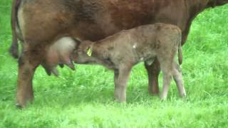 Kalb trinkt Milch bei Ihrer Mutter [upl. by Cousin]