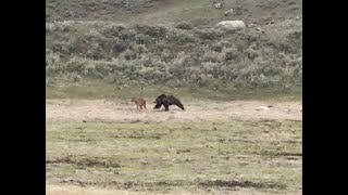 Grizzly Bear Hunting Bison Calf [upl. by Lenna]