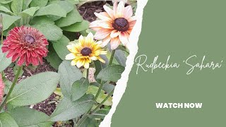 Rudbeckia Sahara [upl. by Rola]