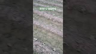 Intercropping farminglifeinanotherworld agriculturefield villagelife viralshorts song [upl. by Nirac814]