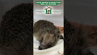 Resting hedgehog in rehabilitation unwell but recovering  Hornbeam Wood Hedgehog Sanctuary [upl. by Rasure490]