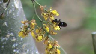 Orchid pollination Trichocentrum pumilum Oncidiinae pollinated by oilgathering bees [upl. by Axela]