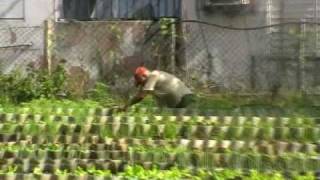 Urban Agriculture in Havana [upl. by Yerga]