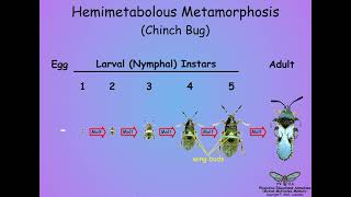 053 Metamorphosis [upl. by Kryska493]