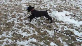 Giant Schnauzer Puppy 10 weeks old [upl. by Basile]