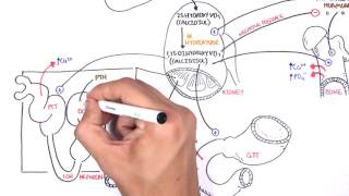 Endocrinology Calcium and Phosphate Regulation Full HD1080p [upl. by Bianka]