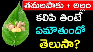 తమలపాకు అల్లం కలిపి తింటే ఏమౌతుందో తెలుసా   Tamalapaku Allam Uses Telugu [upl. by Aninay]