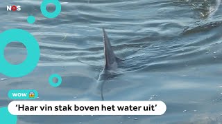 Blauwe haai van 2 meter  gespot bij Franse kust [upl. by Nataniel]