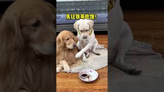 funny dogs 🤣🤣🤣 [upl. by Layman]