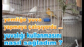 Yemliğe Yuva Yapmaya Çalışan Kanarya [upl. by Elva]