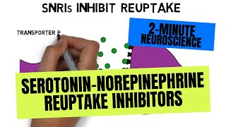 2Minute Neuroscience SerotoninNorepinephrine Reuptake Inhibitors SNRIs [upl. by Sillad917]