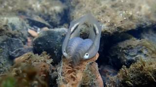 Plain Pocketbook Mussel displaying [upl. by Nitnelav722]