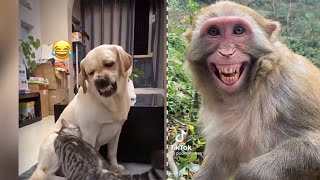 Dog Sound  Dog Funny Video  Dog  Dog Cartoon in Hindi [upl. by Oleta888]