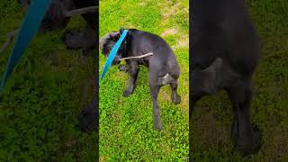 Cane Corso Puppypuppy dogs loveviralvideo viralshort trending trendingshorts trendpuppies [upl. by Hameean]