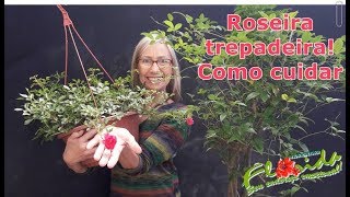 Como plantar e cuidar da roseira trepadeirapaisagismo jardinagem rosas jardim [upl. by Ralat]