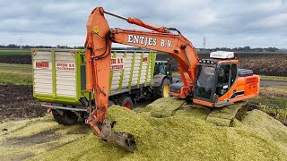 Mais oogst 2024 met Claas Jaguar 940 door loonb Entjes BV 4K [upl. by Lauralee]