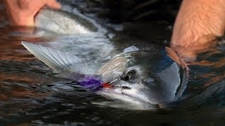 WINTER RUN by Todd Moen  Pacific Northwest Winter Steelhead Fly Fishing [upl. by Anirhtak]