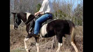 Tennessee Dolly Bombproof Beginner Safe Gaited Trail Horse [upl. by Codie36]