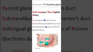 Ductal system of salivary gland shorts salivaryglands [upl. by Eitnom]