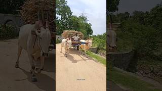 bullockcart shorts video  bullock cart ride  bullock cart videos bulls farms oxen  bullock media [upl. by Sachi257]