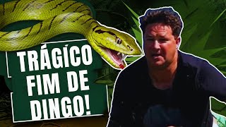 Trágico Fim de quotDingoquot Dinkelman  O Youtuber que Enfrentou uma MambaVerde [upl. by Cyrie]