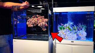 Building a Floating Reef Inside a Reef Aquarium [upl. by Yesnyl]