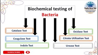 Six common Biochemical tests Bacterial Identification Technique microbiologylaboratorylecture [upl. by Assilrac]