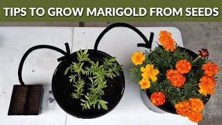 How to grow Marigold Flowers from Seeds  STEP BY STEP Guide [upl. by Kcirrez]